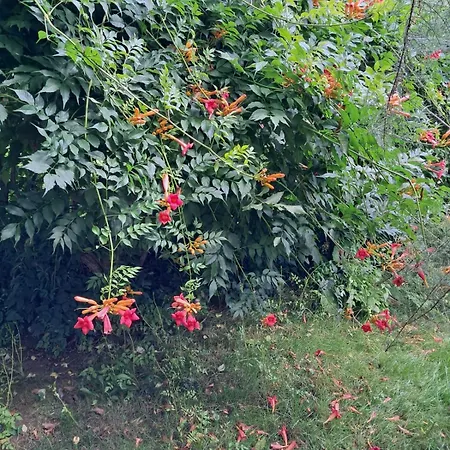 Nad Bobrem * Pilchowice